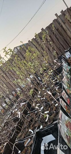 Саженцы Яблонь Летнего созревания 2х лет