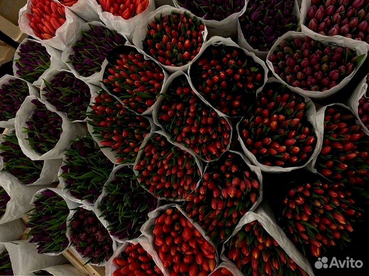 Тюльпаны оптом