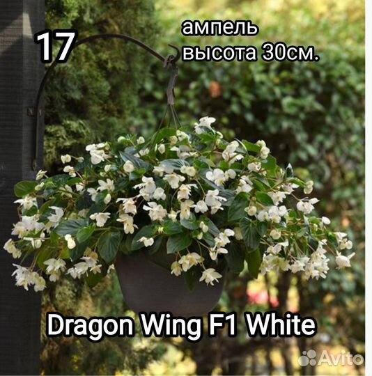 Бегония вечноцветущая