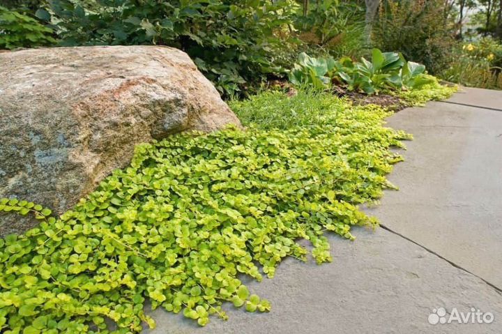Растение Будра, почвопокровное, ампельное