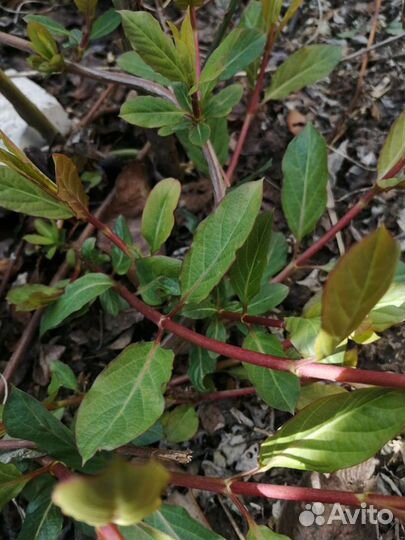 Жимолость Каприфоль