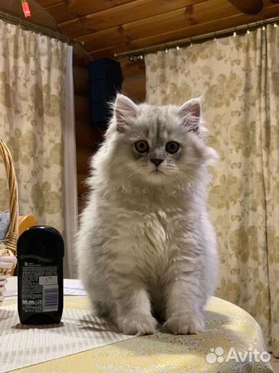 Котята персидская шиншилла