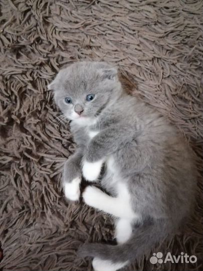 Шотландская кошка