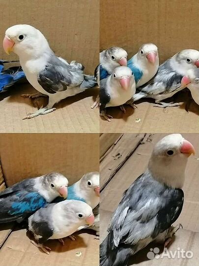 Попугаи неразлучники