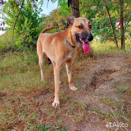 Собака мальчик обоаботан