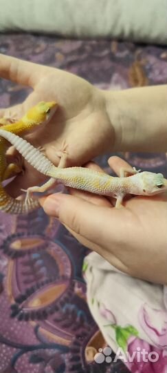 Гекон эублефар