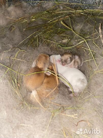 Декоративные кролики