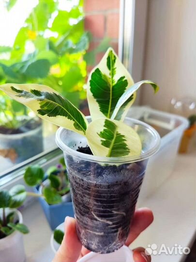 Фикус микрокарпа альбомаргината