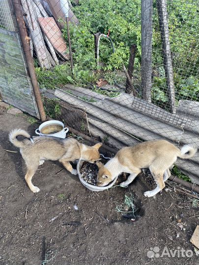 Щенки лайки