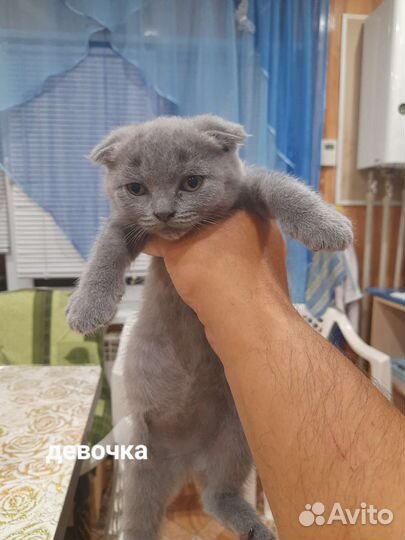 Котята Британцы