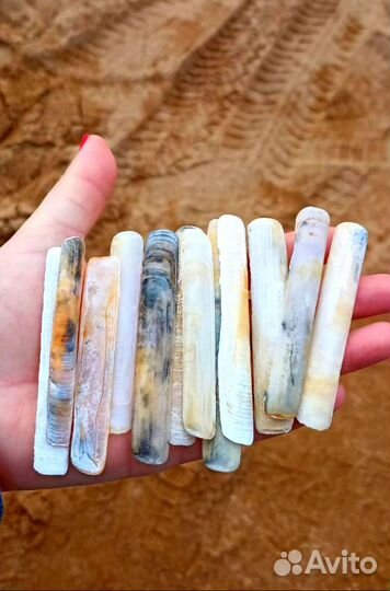 Ракушка Морской черенок. Набор Ракушки