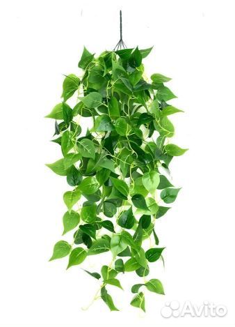 Эпипремнум золотистый.Очищает воздух