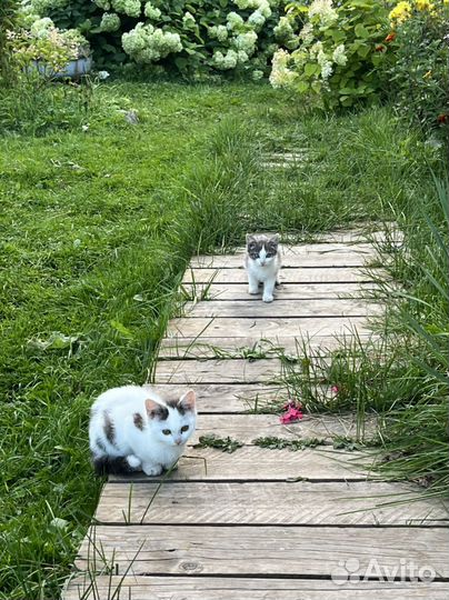 Котята в добрые руки