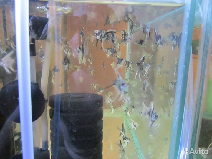 4-х месячные скалярии