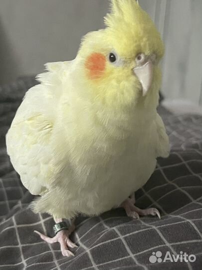 Окольцованная ручная корелла