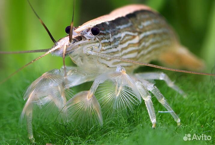 Креветка Фильтратор (Atyopsis Moluccensis)