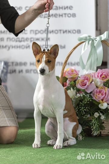 Щенки басенджи