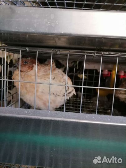 Перепела продажа