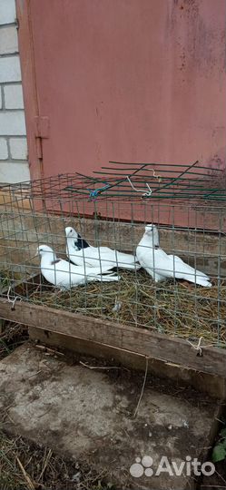 Продам голубей