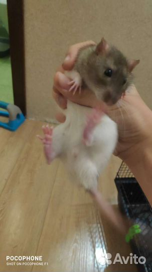 Крыса с клеткой