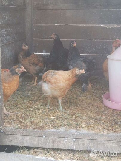 Молодняк кур несушек.разных пород