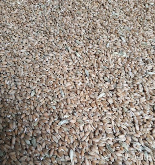 Кормовой горох, Сахарная свёкла на корм