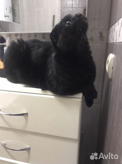 Котик шотландец