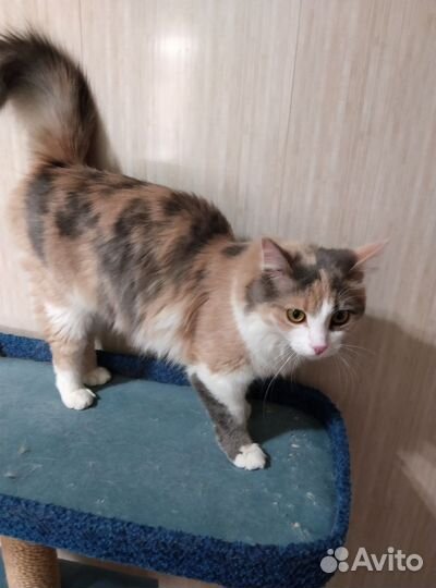 Кошка в добрые руки