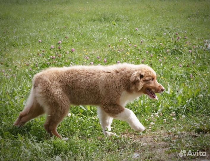 Аусси с метрикой