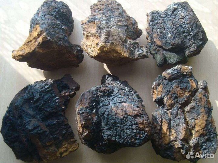 Чага березовая