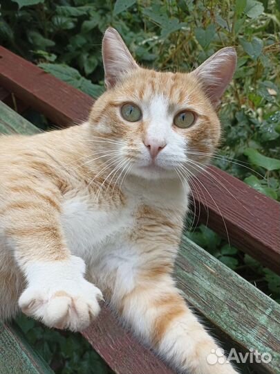 Котик бесплатно