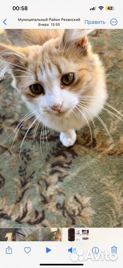 Котик рыжий маленький