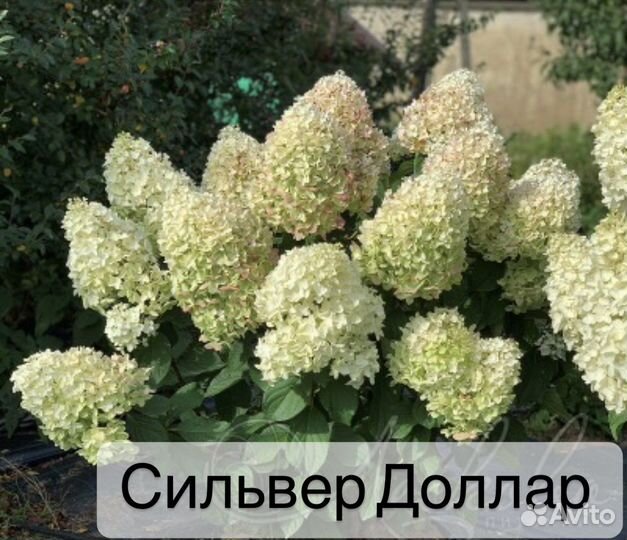 Гортензия метельчатая