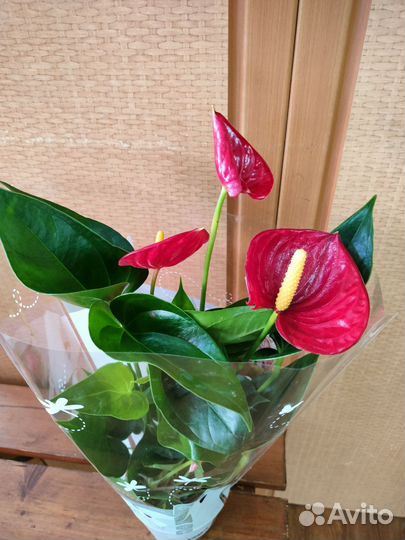 Антуриумы (Амалия Элеганс)