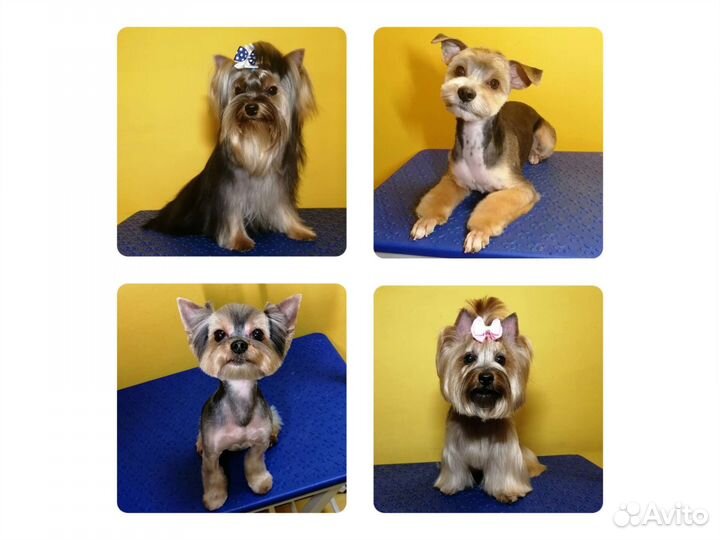 Стрижка собак, экспресс-линька, тримминг