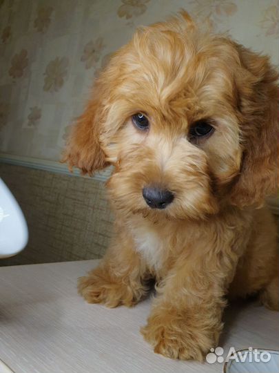 Щенки кокопу мальтипу дизайн brend DOG Disney