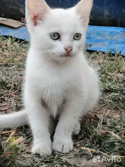 Кошка в добрые руки