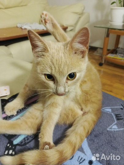Рыжий котенок в добрые руки