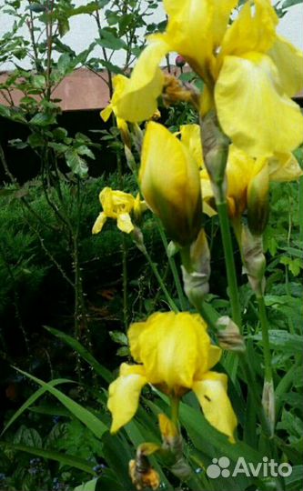 Хоста, очиток, хризантема желтая и другие