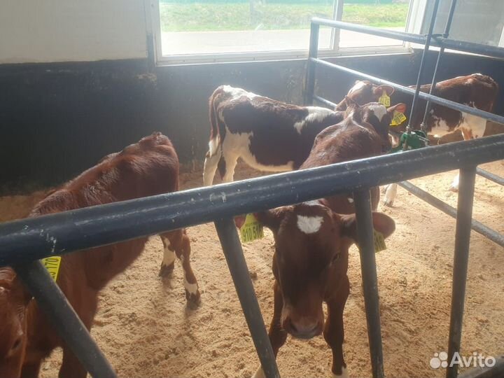 Телята бычки