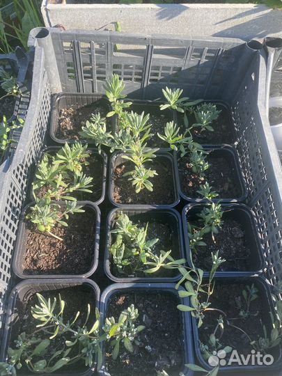 Лаванда рассада