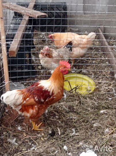 Молодые петухи