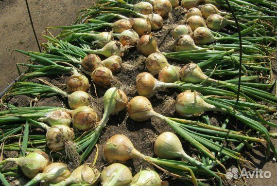 Лук Эксибишен F1(семена)