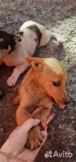 Двортерьер