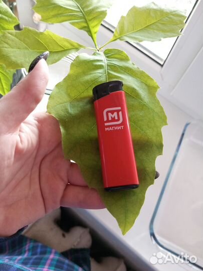 Саженцы дуба красного