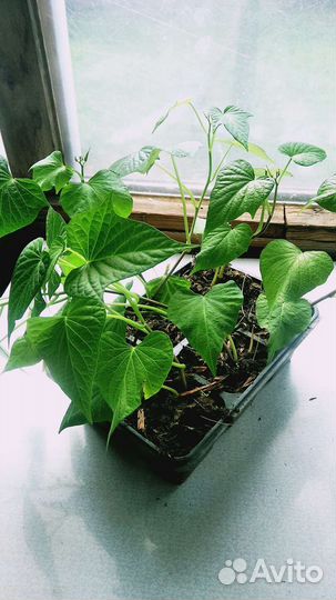 Батат рассада Purple