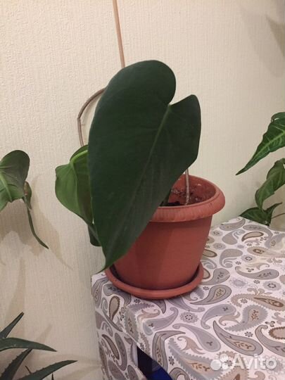 Роза,монстера,сингониумы много в горшках