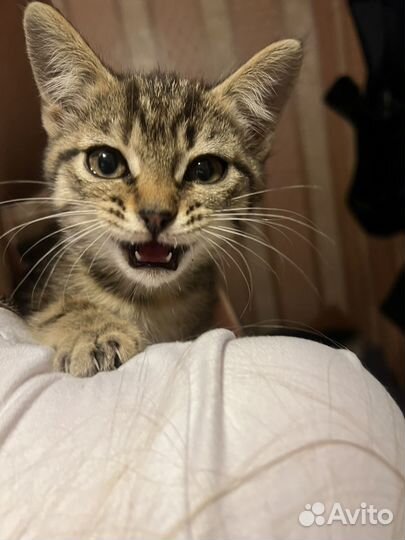 Котята бесплатно