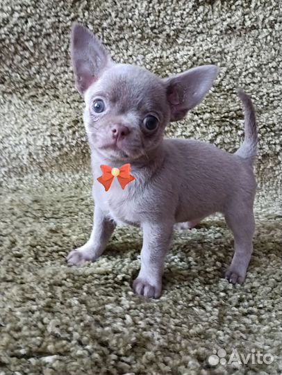 Щенки чихуахуа мини
