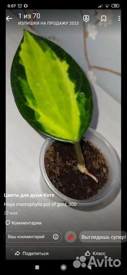 Укорененные черенки хои
